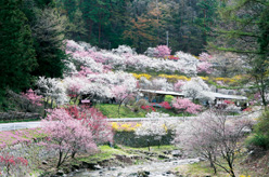 복숭아꽃 마을(나카자와 지구) 절정기