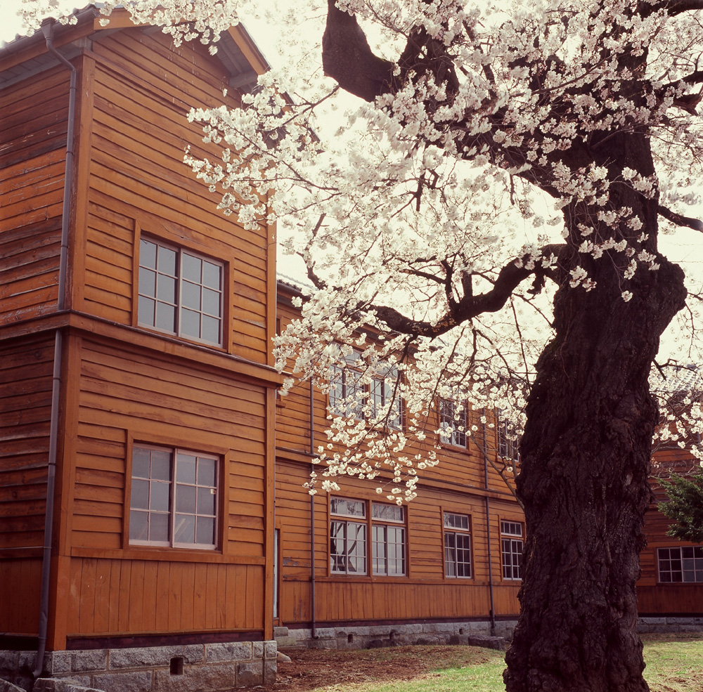 桜と木造校舎