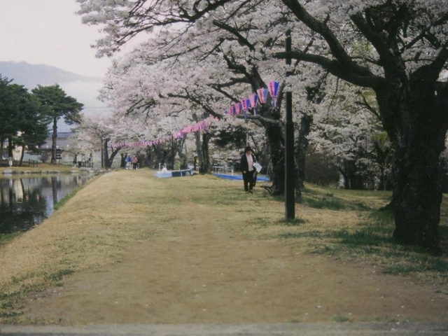 馬見塚公園の桜、つつじ