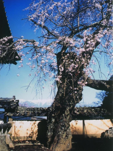 蔵澤寺のしだれ桜