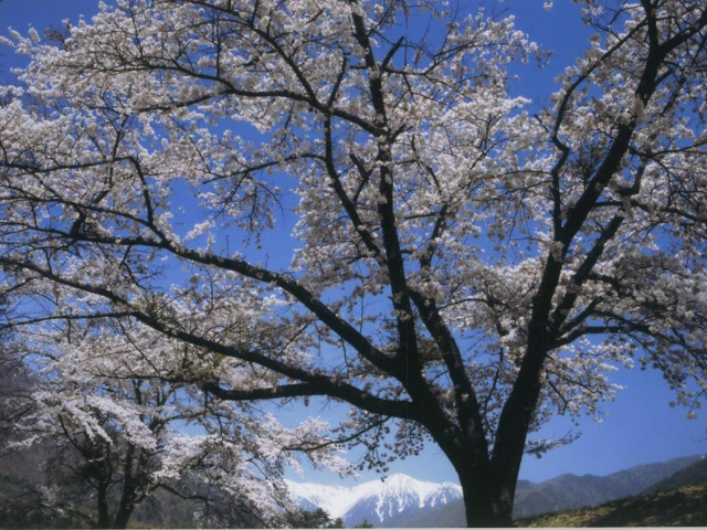 大沼湖の桜