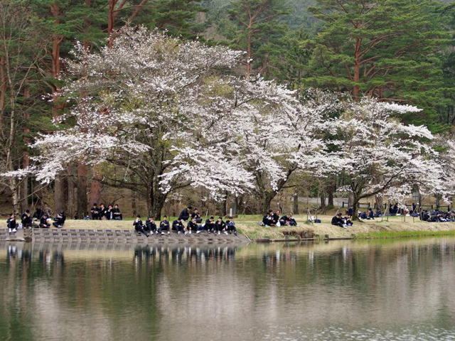 駒ヶ池の桜