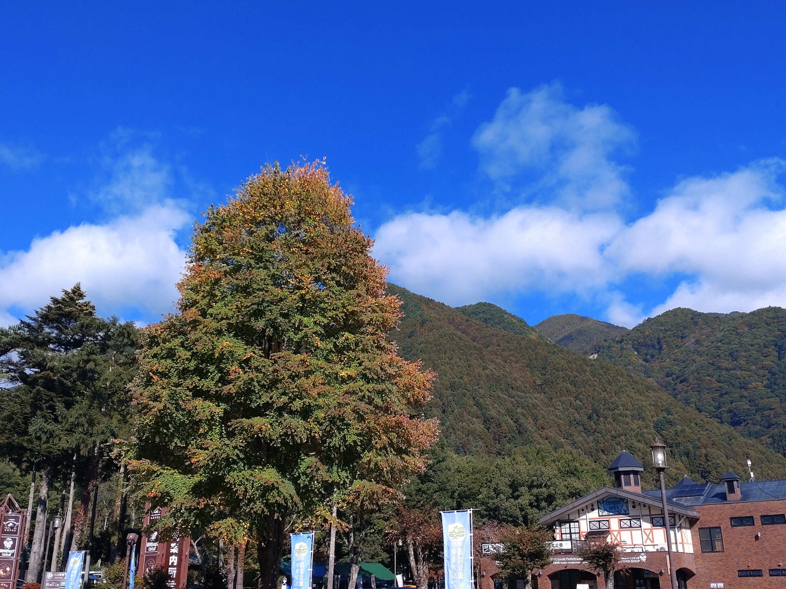 駒ヶ根ファームスゲート横ケヤキ