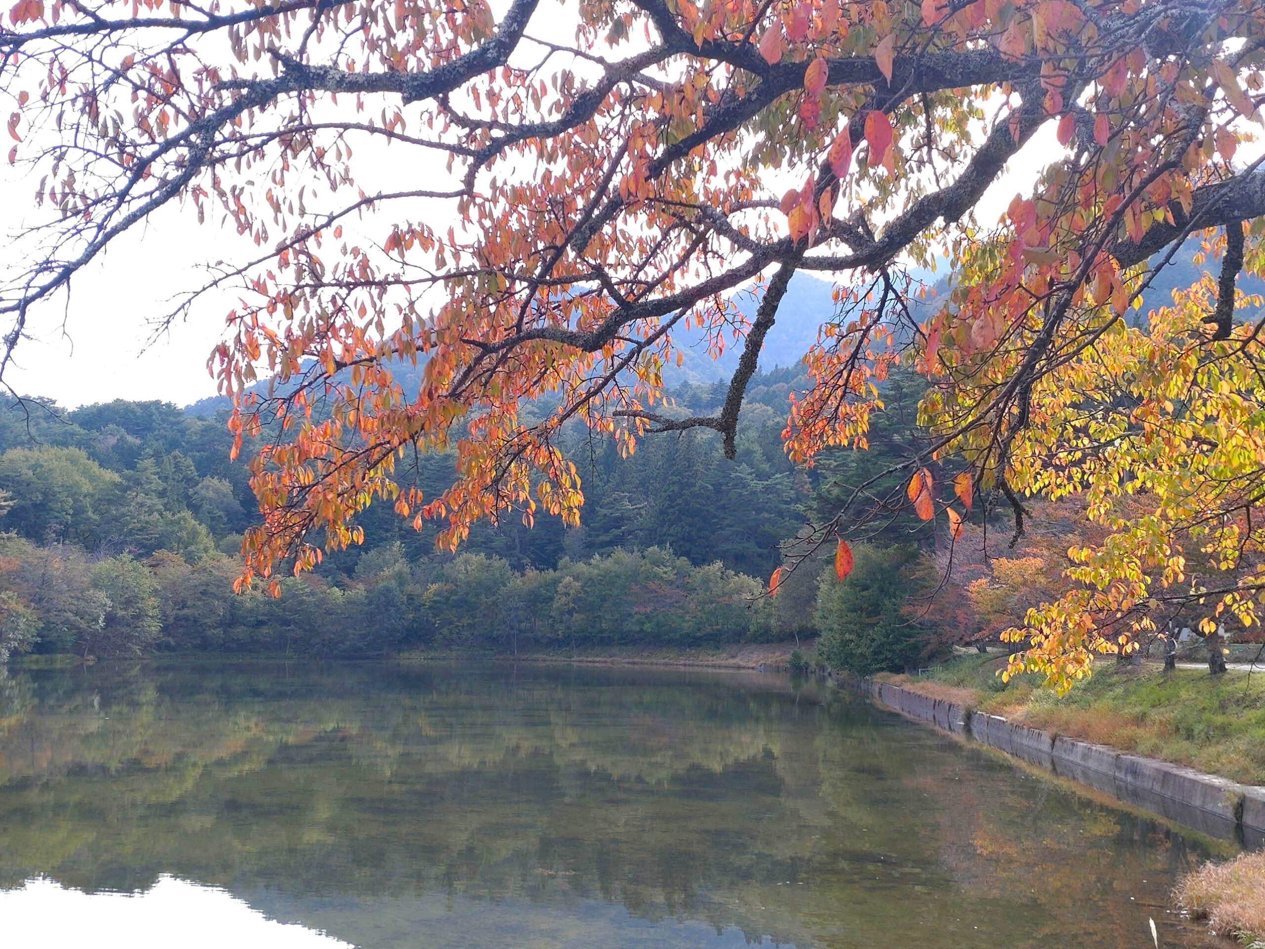 031023大沼湖3