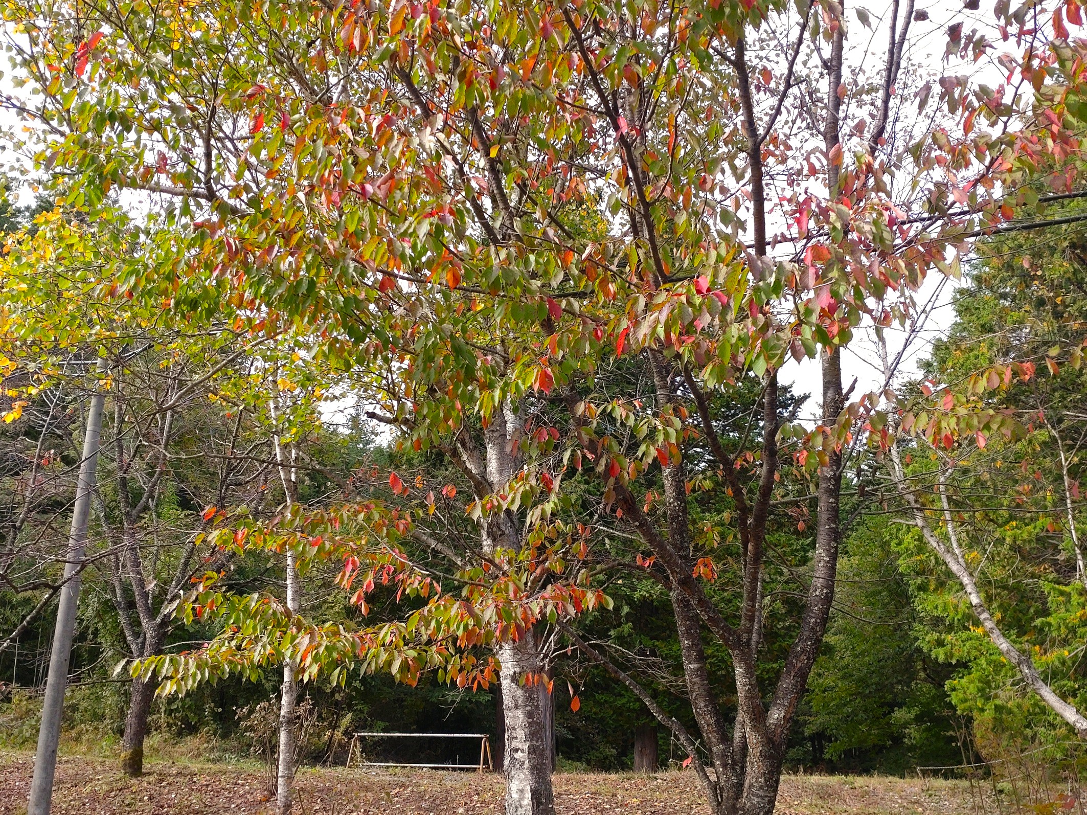 081023大沼湖4
