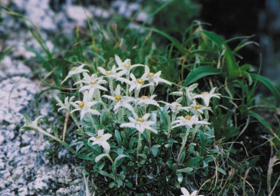 Komausuyukiso, a kind of edelweiss